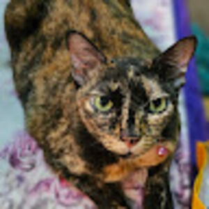 Meet your Posher, Thanyanan